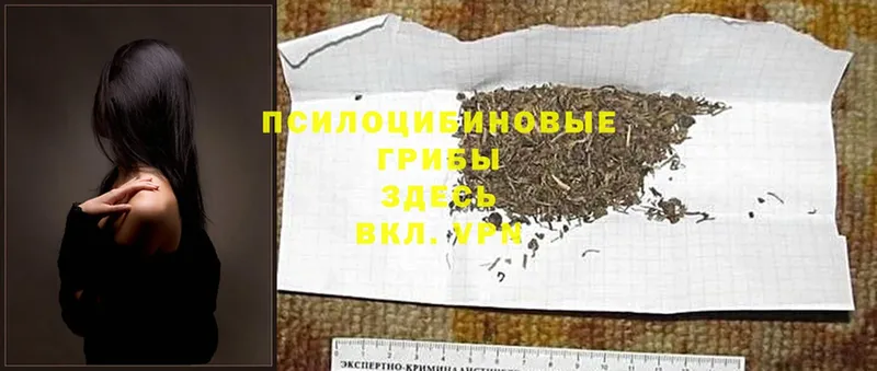 MEGA зеркало  Златоуст  Галлюциногенные грибы Psilocybine cubensis 